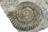 Fossil Ammonite (Arnioceras) Cluster - Holderness Coast, England #279473-2
